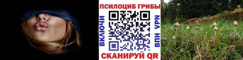 Галлюциногенные грибы Psilocybe магазин продажи Алупка